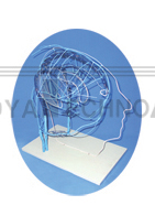 The model of intracranial & extracranial vein inosculate